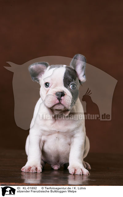 sitzender Franzsische Bulldoggen Welpe / sitting French Bulldog puppy / KL-01892