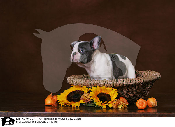 Franzsische Bulldogge Welpe / French Bulldog puppy / KL-01897