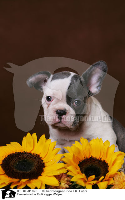 Franzsische Bulldogge Welpe / KL-01898