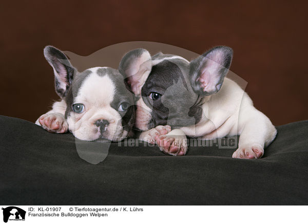 Franzsische Bulldoggen Welpen / KL-01907