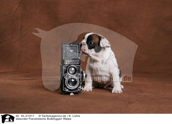 sitzender Franzsische Bulldoggen Welpe / sitting French Bulldog puppy / KL-01911