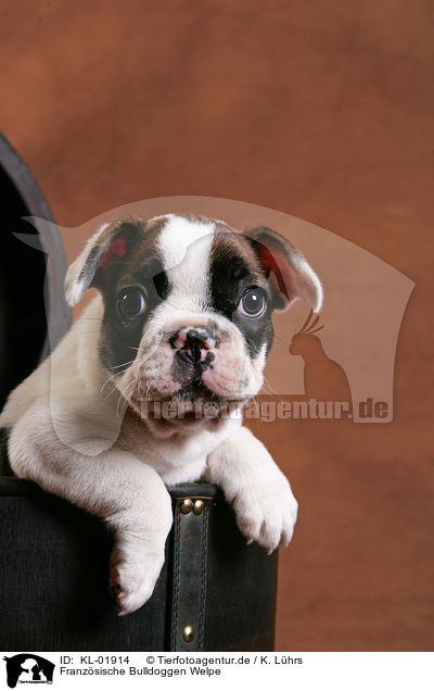 Franzsische Bulldoggen Welpe / French Bulldog puppy / KL-01914