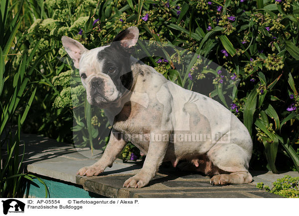 Franzsische Bulldogge / AP-05554