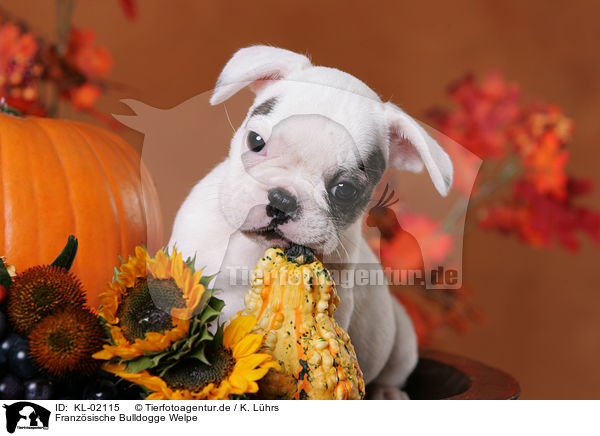 Franzsische Bulldogge Welpe / French Bulldog puppy / KL-02115