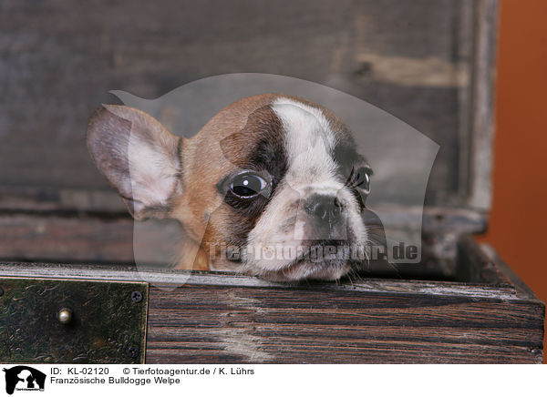 Franzsische Bulldogge Welpe / French Bulldog puppy / KL-02120