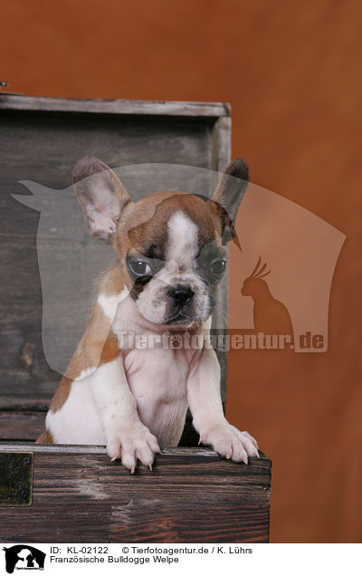 Franzsische Bulldogge Welpe / French Bulldog puppy / KL-02122