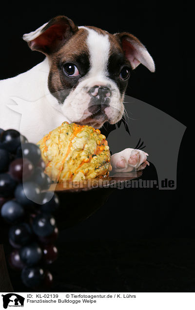 Franzsische Bulldogge Welpe / French Bulldog puppy / KL-02139