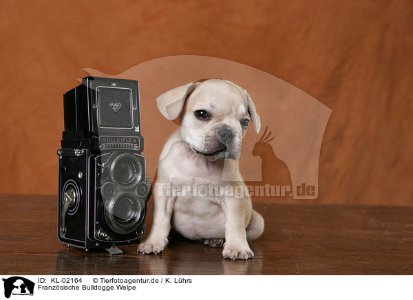 Franzsische Bulldogge Welpe / French Bulldogm Puppy / KL-02164