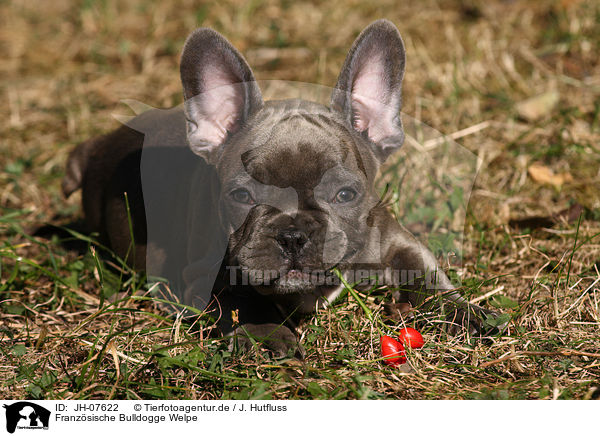 Franzsische Bulldogge Welpe / French Bulldog Puppy / JH-07622