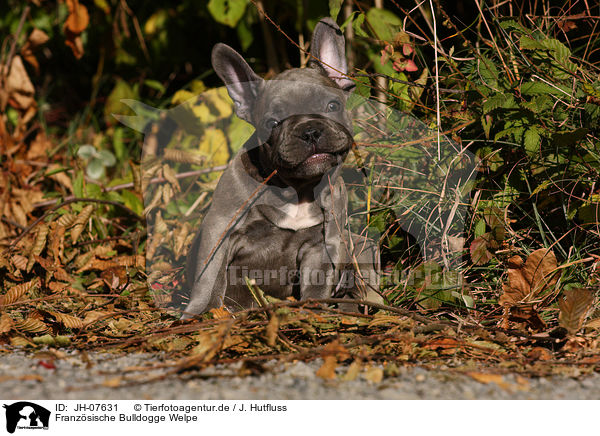 Franzsische Bulldogge Welpe / French Bulldog Puppy / JH-07631