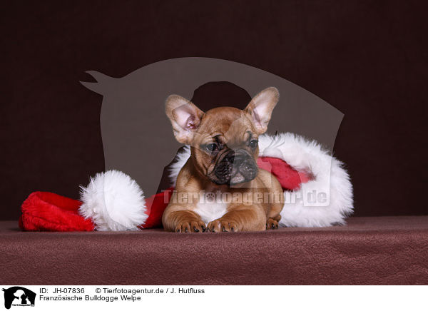 Franzsische Bulldogge Welpe / French Bulldog Puppy / JH-07836