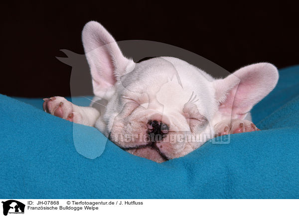 Franzsische Bulldogge Welpe / French Bulldog Puppy / JH-07868