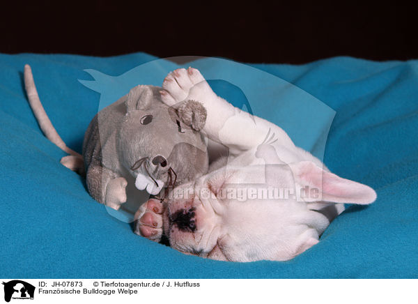 Franzsische Bulldogge Welpe / French Bulldog Puppy / JH-07873