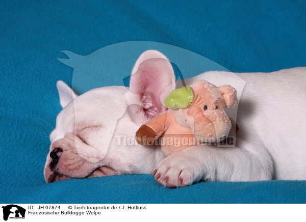 Franzsische Bulldogge Welpe / French Bulldog Puppy / JH-07874