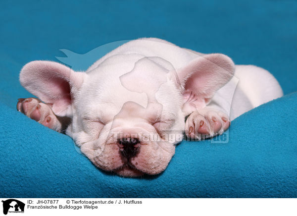 Franzsische Bulldogge Welpe / French Bulldog Puppy / JH-07877