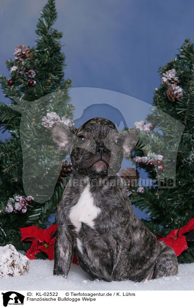 Franzsische Bulldogge Welpe / French Bulldog Puppy / KL-02522