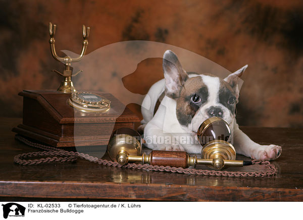 Franzsische Bulldogge / KL-02533