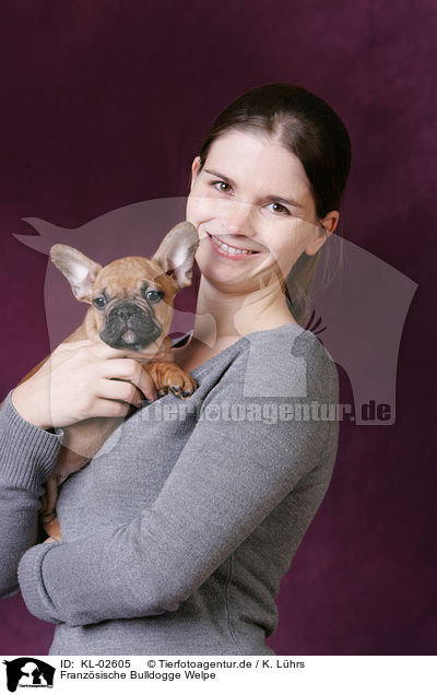 Franzsische Bulldogge Welpe / French Bulldog Puppy / KL-02605