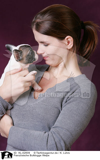 Franzsische Bulldogge Welpe / French Bulldog Puppy / KL-02609