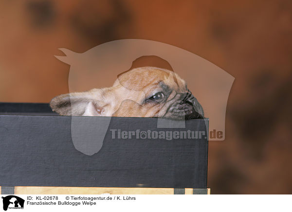 Franzsische Bulldogge Welpe / French Bulldog Puppy / KL-02678