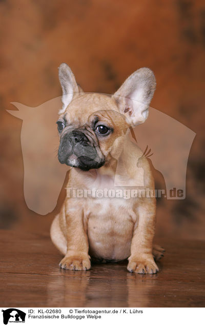 Franzsische Bulldogge Welpe / French Bulldog Puppy / KL-02680