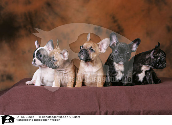 Franzsische Bulldoggen Welpen / French Bulldog Puppies / KL-02686
