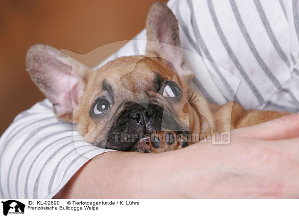 Franzsische Bulldogge Welpe / French Bulldog Puppy / KL-02690