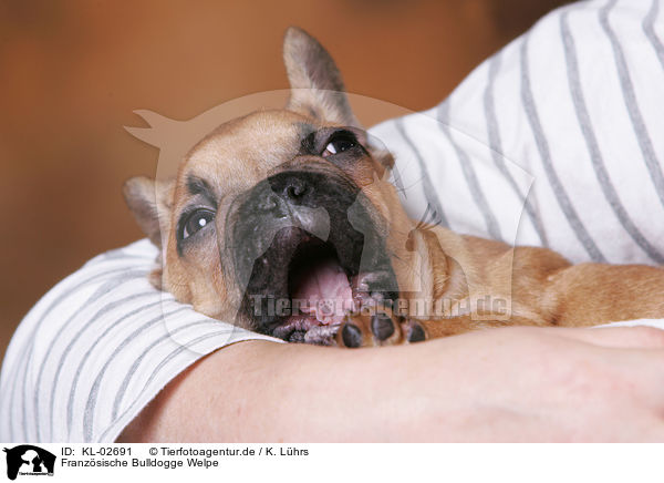 Franzsische Bulldogge Welpe / French Bulldog Puppy / KL-02691