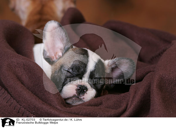 Franzsische Bulldogge Welpe / KL-02703