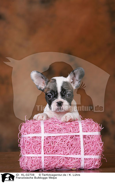 Franzsische Bulldogge Welpe / French Bulldog Puppy / KL-02708