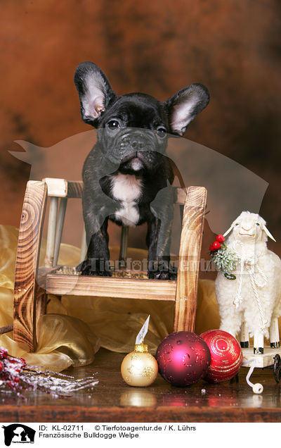 Franzsische Bulldogge Welpe / French Bulldog Puppy / KL-02711