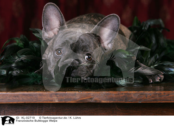 Franzsische Bulldogge Welpe / French Bulldog Puppy / KL-02719