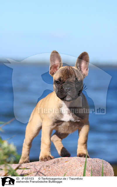 stehende Franzsische Bulldogge / standing French Bulldog / IF-05103