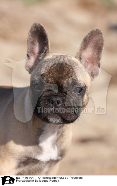 Franzsische Bulldogge Portrait / IF-05104