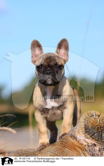 stehende Franzsische Bulldogge / IF-05116