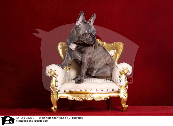 Franzsische Bulldogge / French Bulldog / JH-08380