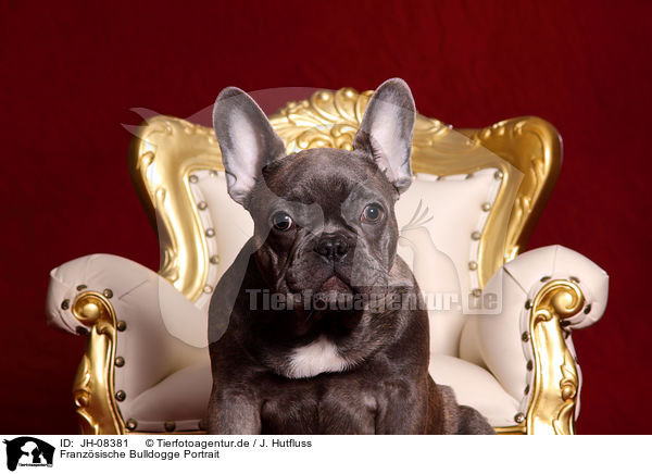 Franzsische Bulldogge Portrait / French Bulldog Portrait / JH-08381