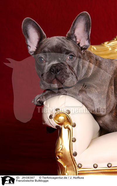 Franzsische Bulldogge / French Bulldog / JH-08387
