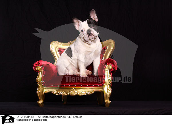 Franzsische Bulldogge / French Bulldog / JH-08412