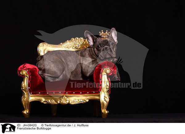 Franzsische Bulldogge / JH-08420