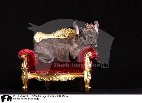 Franzsische Bulldogge / JH-08421