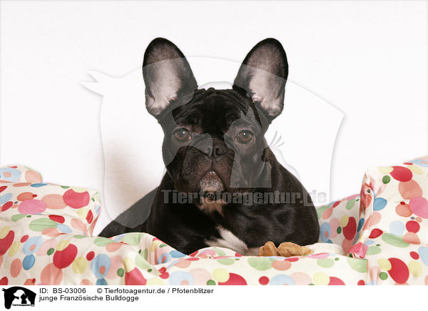 junge Franzsische Bulldogge / young French Bulldog / BS-03006