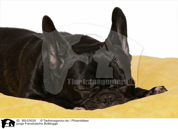junge Franzsische Bulldogge / young French Bulldog / BS-03029