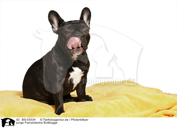 junge Franzsische Bulldogge / young French Bulldog / BS-03034