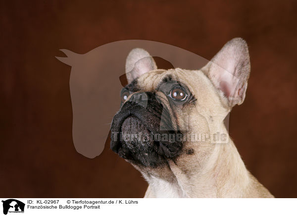Franzsische Bulldogge Portrait / French Bulldog Portrait / KL-02967