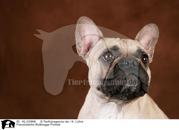 Franzsische Bulldogge Portrait / French Bulldog Portrait / KL-02968