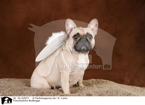Franzsische Bulldogge / KL-02977