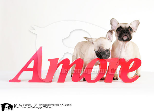 Franzsische Bulldogge Welpen / French Bulldog Puppies / KL-02985