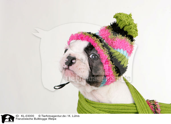 Franzsische Bulldogge Welpe / KL-03000