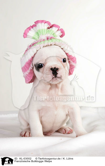 Franzsische Bulldogge Welpe / KL-03002